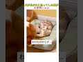 ネズミを見た猫たちの反応がリアルすぎるw #youtubeshorts #おすすめ #shorts
