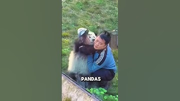 Panda Facts You Didn’t Know 🐼 | Funny & Cute Panda Commentary #animals