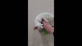 Cute Cinny - Siamese Kitten - SPCR by PurebredCatRescue 329 views 3 months ago 56 seconds