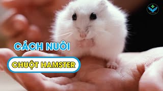 Cách nuôi chuột hamster ︱ Agridoctor.vn ︱ Bác sĩ nông nghiệp