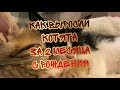 КАК РОСЛИ КОТЯТА С РОЖДЕНИЯ ДО 2 МЕСЯЦЕВ ПО ДНЯМ.