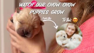 Chow Chow puppies growth from 7 to 90 days ! | Polanda Polonica