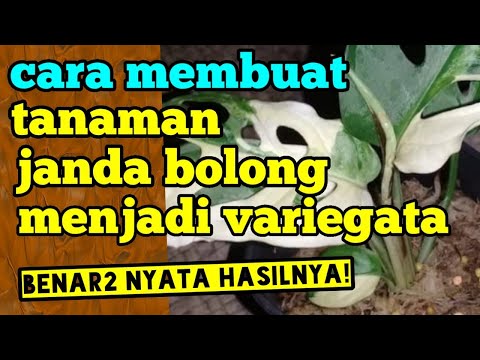 Video: Bagaimana Cara Menyebarkan Decembrist? Pembiakan Bunga Oleh Daun, Keratan Dan Biji Di Rumah? Bagaimana Menanam Dan Membasmi Tanaman Dalaman?