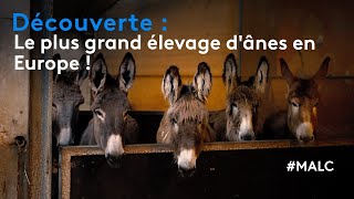 Découverte : le plus grand élevage d'ânes en Europe !