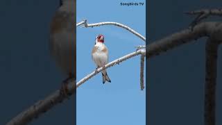 Greek Goldfinch (Carduelis carduelis) shorts