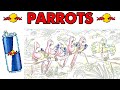 PARROTS Redbull Gives You Wings
