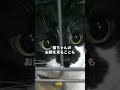 「ごめんな…」10年共にした猫と、別れなければならなかった日 #保護猫 #猫