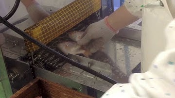 Processing machine  Scales fish Removal