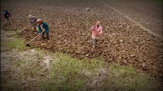 Cinematic Pertanian Tradisional Masyarakat Tapanuli Utara