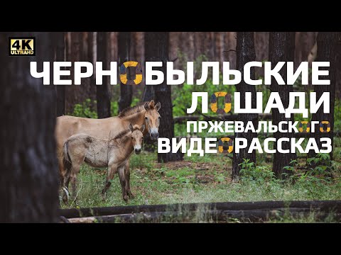 Чернобыльские лошади Пржевальского