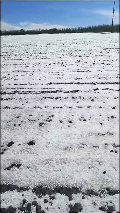 Град на Ставрополье! Выбило все посевы… #farming #agriculture #hail # ...