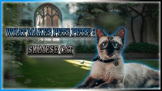 WHAT MAKES PETS PETS?! :  SIAMESE CAT