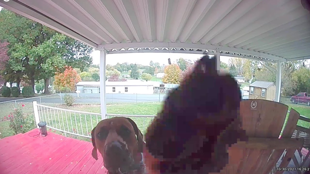 Dog Rings Doorbell and Calmly Waits For Owner To Answer It WooGlobe
