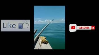 Viral.! ikan paus menangis.! pertanda apa ini.!!😱😱
