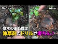 【DIYで庭いじり】伐採した木の簡単な枯らし方♪