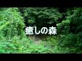 癒しの森 夏   The healing forest. Summer in Japan