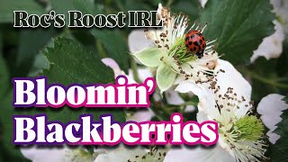 Blackberries in Bloom! - Roc's Roost IRL