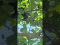 female Red-winged Blackbird looks around #birds #birdsounds #birdwatching