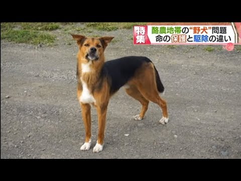 酪農地帯の野犬問題  ～保護と駆除～