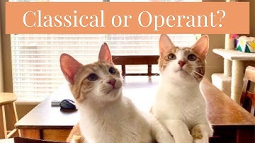 Classical vs. Operant Conditioning with Cats!