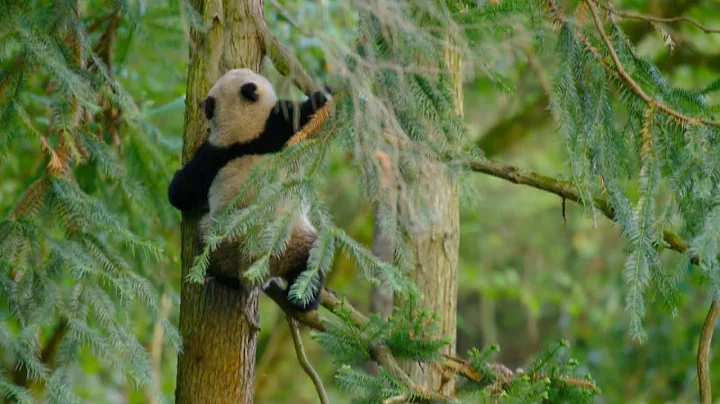 Wide variety of wildlife lives in China's Giant Panda National Park - DayDayNews