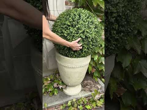 Zero planting, zero watering, instant gorgeousness! 👀🌿
