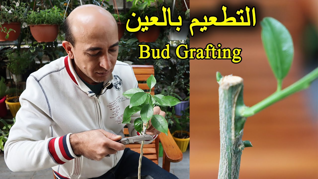 التطعيم بالعين (بالبرعم) و ضمان نجاح100%