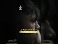 من عاشبة إلى لاحمة.. كيف أفسد السياح سلوك الدببة؟
