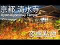 Vlog | 京都清水寺 夜楓 | 秋 夜間特別拝観 | Kyoto Kiyomizu-ji Temple Night Maple Light Show