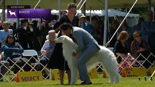 Borzois | Breed Judging 2022