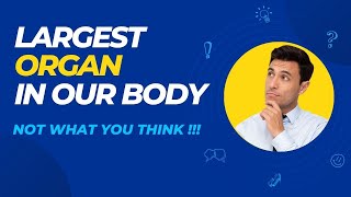 The Largest Organ in Our Body