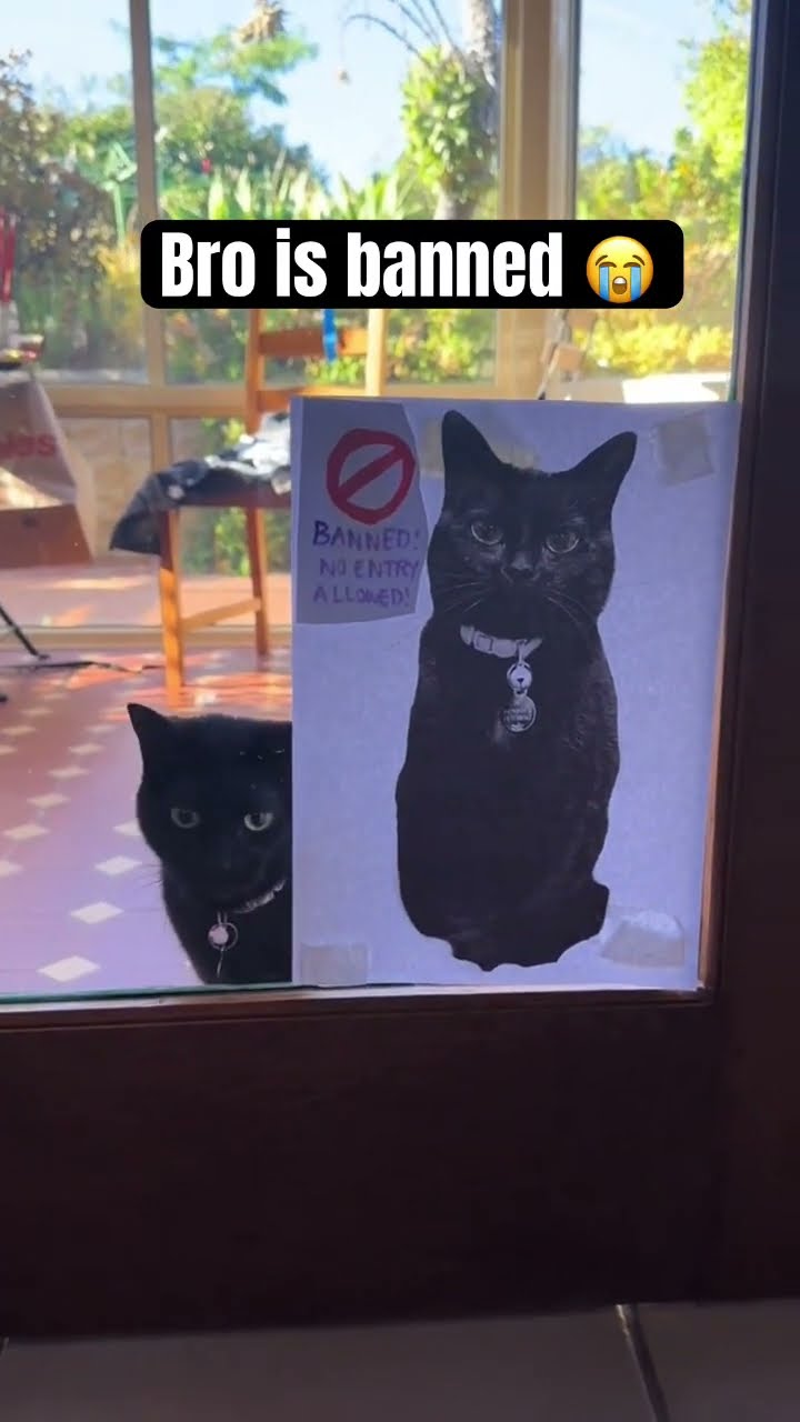 Kittyo is banned from the store he’s like come on feed me
