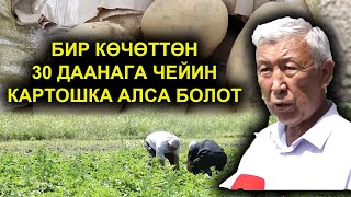 КАРТОШКАНЫН 4 ТҮРҮН ЭККЕН ДЫЙКАН / АРАВАН