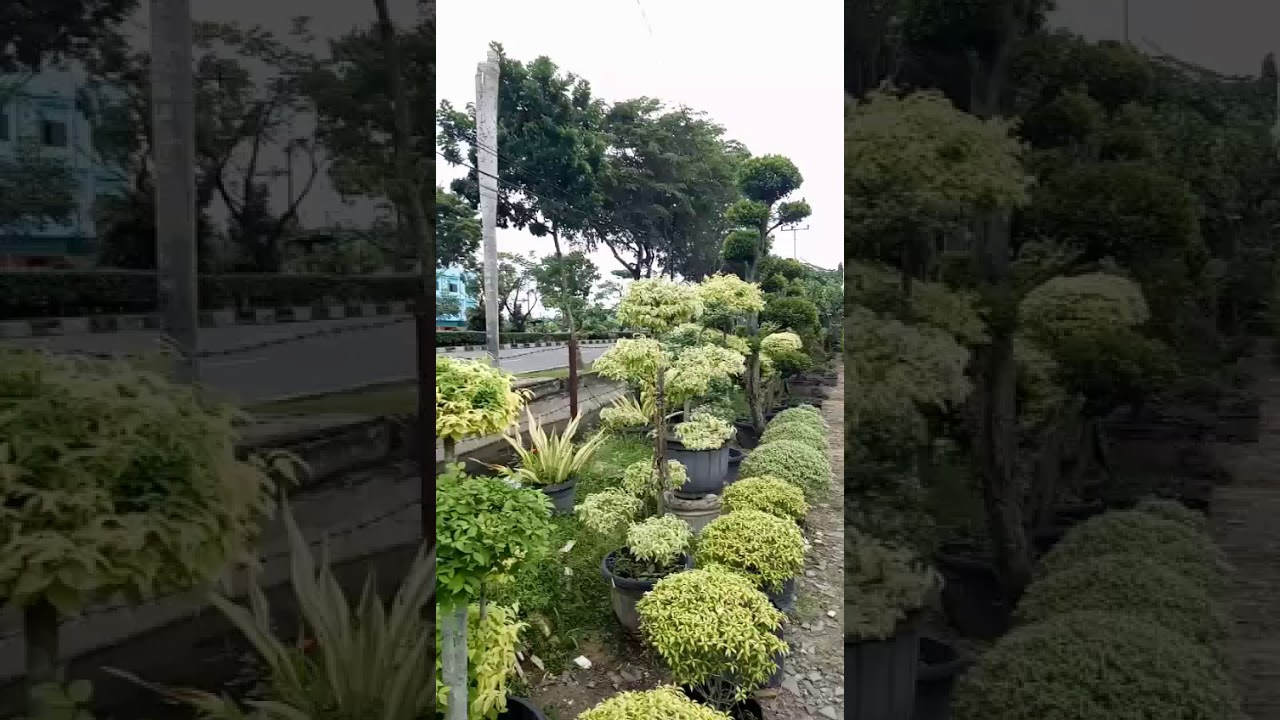 Nemanin isteri beli bunga di pekanbaru - YouTube