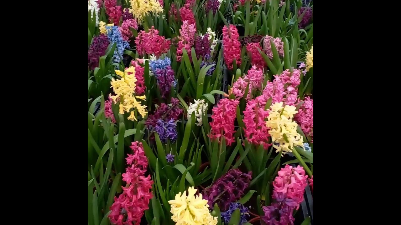 Гул Гиацинты хакида малумот