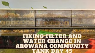 Fixing Filter and Water Change in Arowana Community Tank Day #45