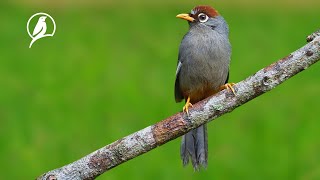 Natural sounds  Birds Chirping, Lively, Youthful Yound Full Of Energy