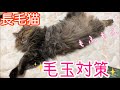 【猫の毛玉対策】愛する長毛猫のブラッシングを大公開！！