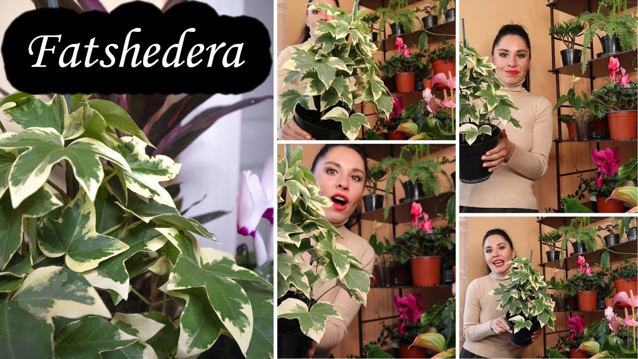 Fatshedera Lizei Variegata | Tree Ivy | You MUST know this!! - YouTube