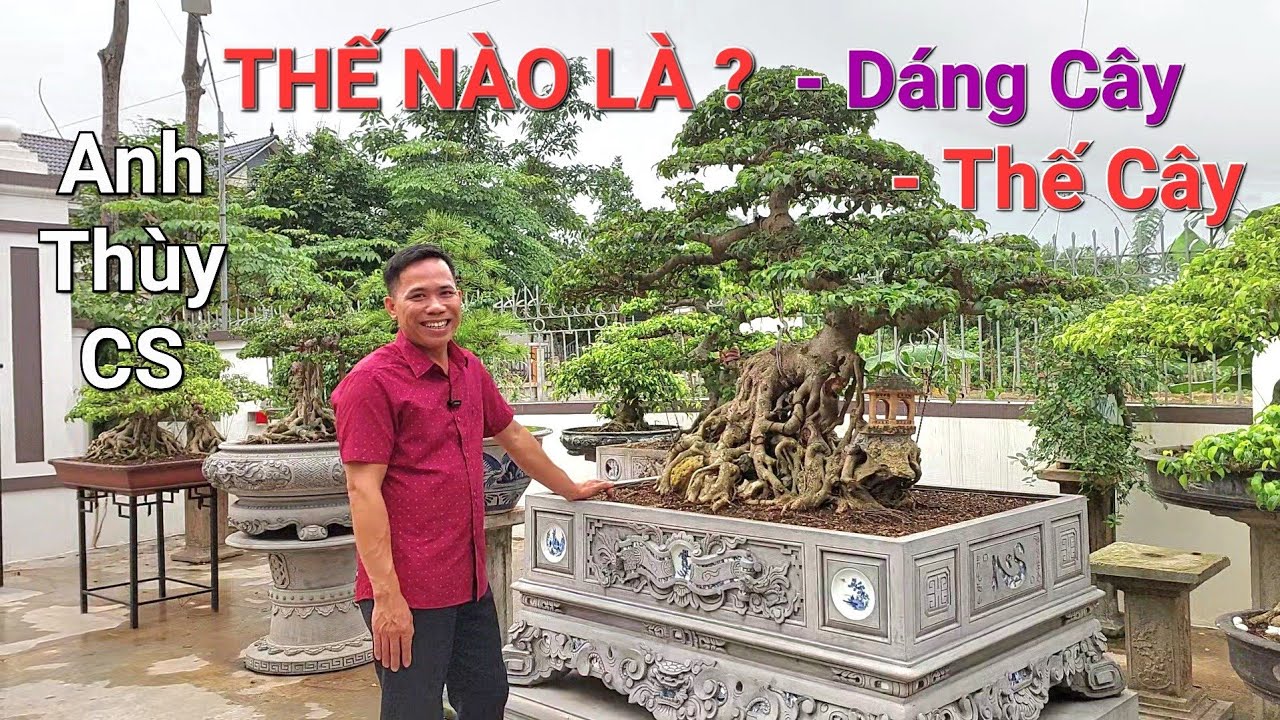 Anh Thùy HP CS thế nào là : THẾ CÂY , DÁNG CÂY * kiến thức CĂN BẢN nhiều người chưa biết * .