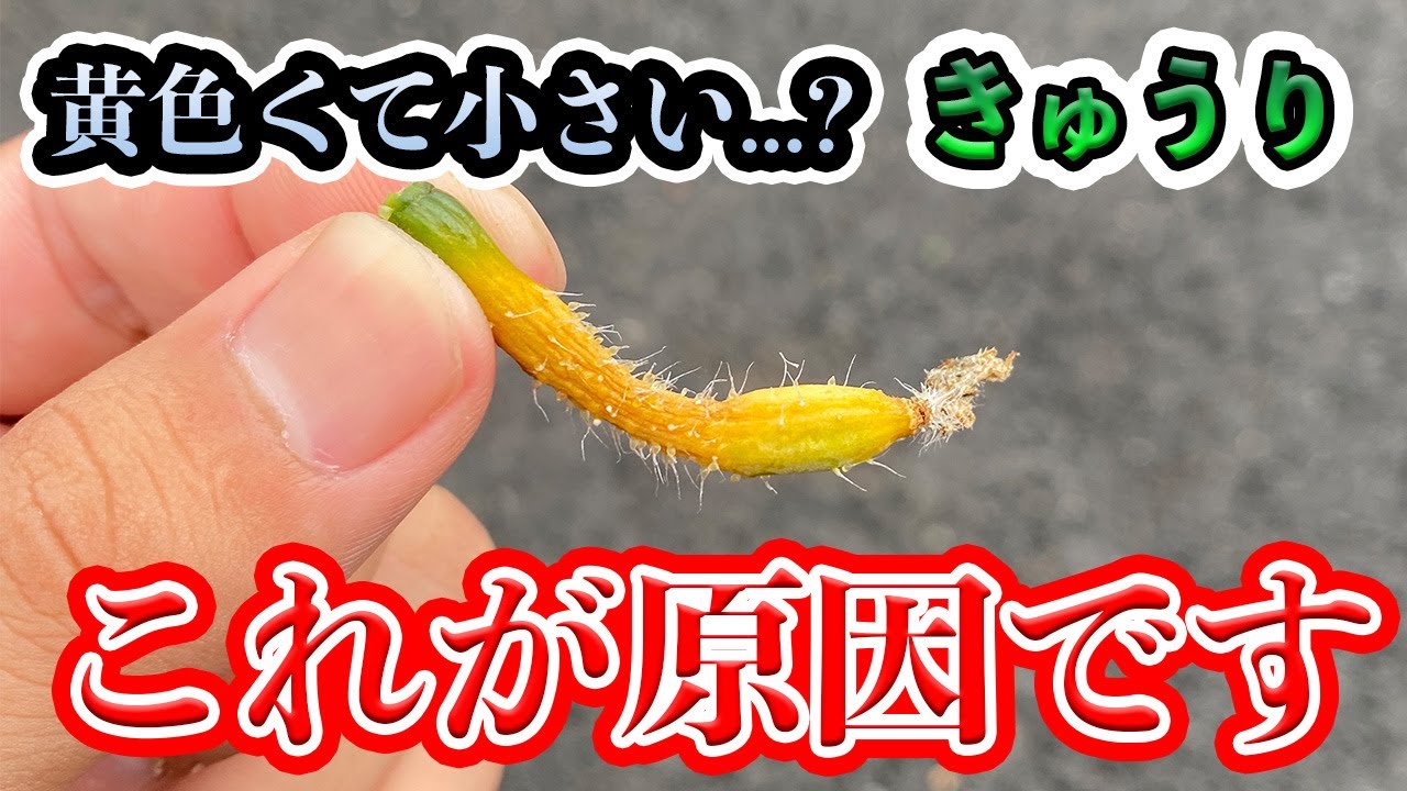 きゅうり の 実 が 大きく ならない