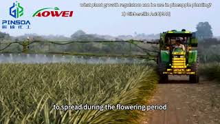 4 Type Plant Growth Hormone Use In Pineapple Planting