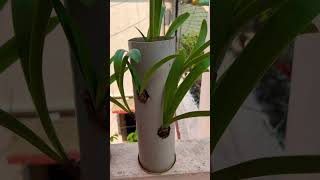 Lily Flowers in PVC Pipe #lily #flowers #garden #diy
