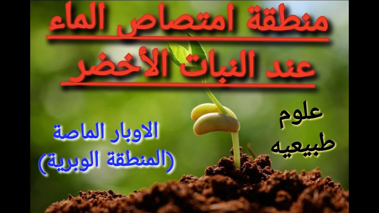 علوم طبيعيه و حياة: ما هي منطقة امتصاص النبات الأخضر للماء في الجذر