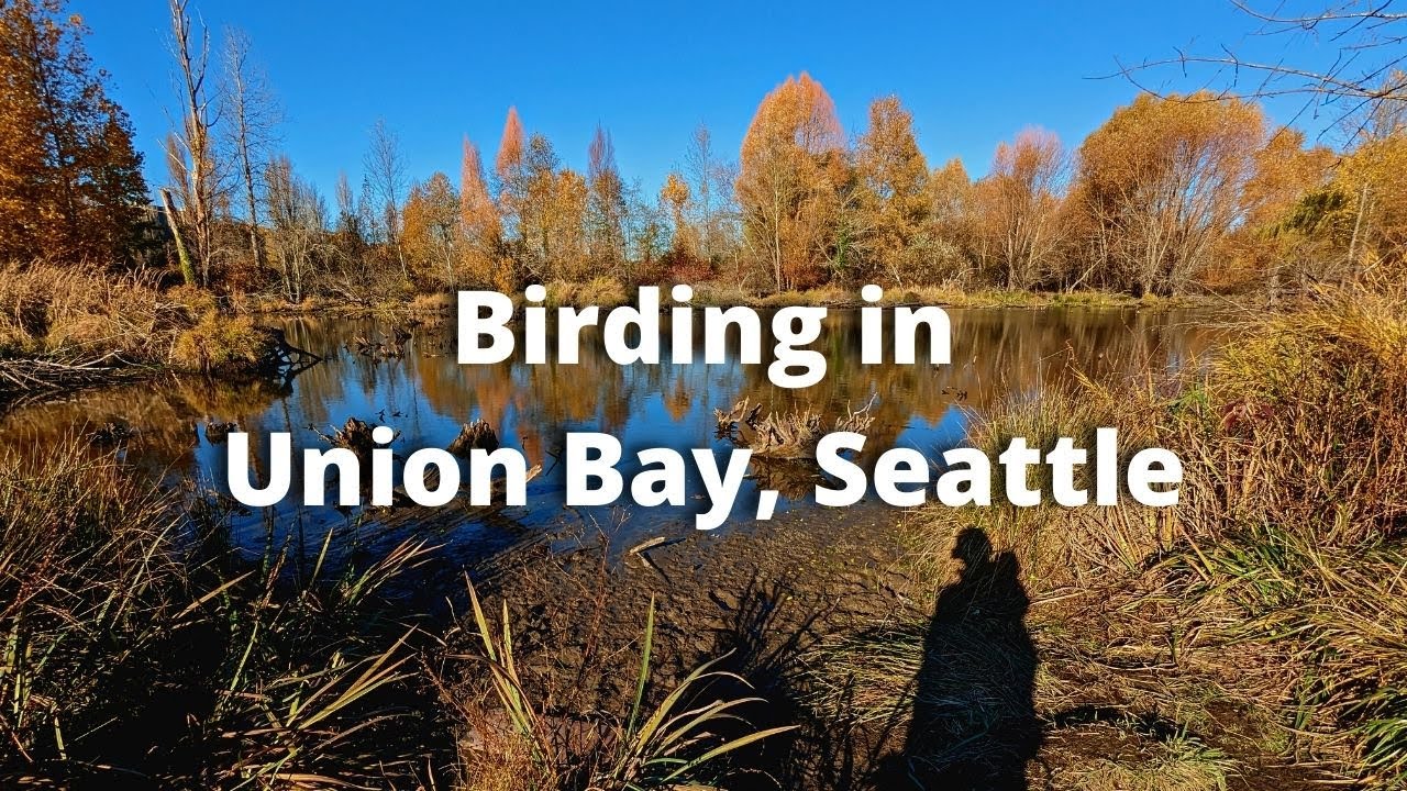 Ubna Union Bay Natural Area Birding - Seattle, WA - YouTube