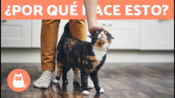 ¿Puedo decirle a mi gato que se calle?