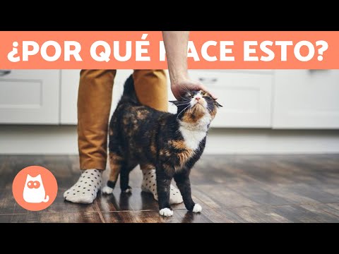 Video: Descoordinación De Las Piernas En Los Gatos