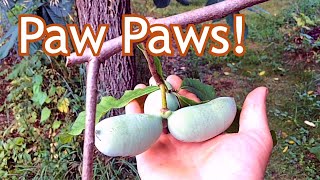 Paw Paw  Where we plant them in our landscape