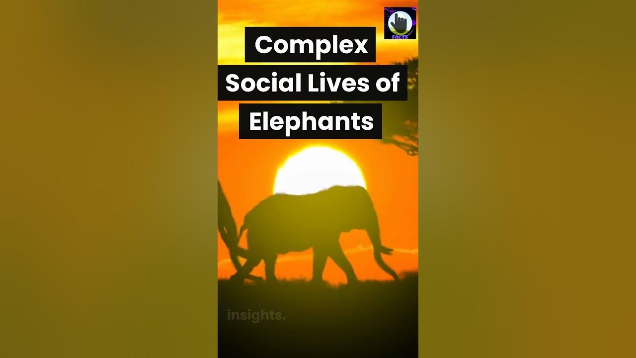 Complex Social Lives of Elephants #facts #viral #shorts #nature #