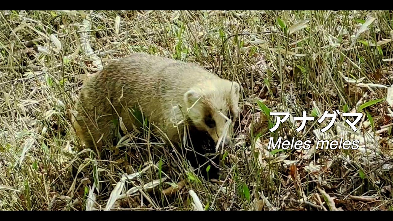 アナグマ 自然史博物館 群馬県 Youtube